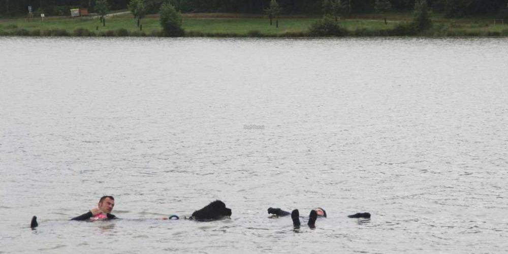 Exercice de sauvetage avec les chiens Terre neuve