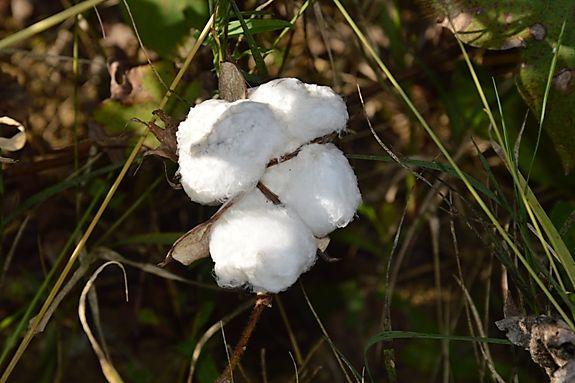 Du coton, petite boule de neige s'épanouissant au soleil