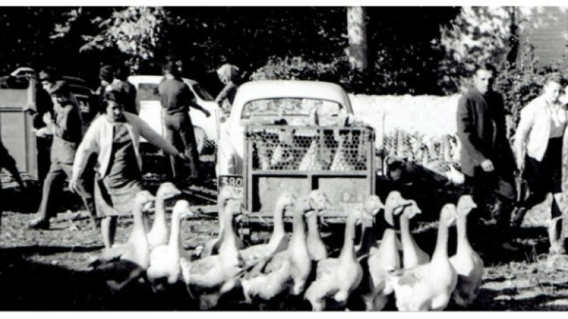 Le retour de la foire aux oies à Riguepeu !
