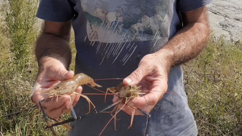 Vidange du dernier bassin de gambas
