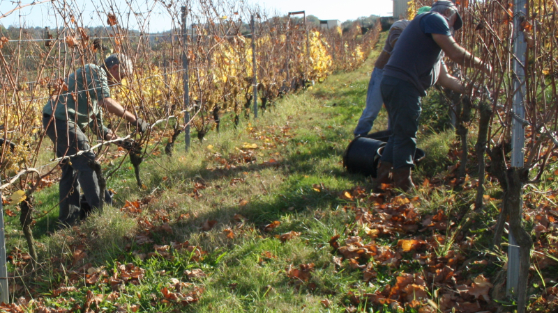 "Les vendanges de l'humour "