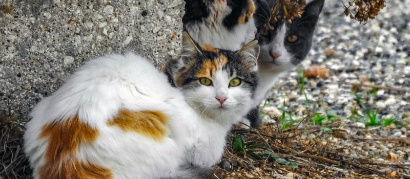 Campagne de stérilisation des chats errants