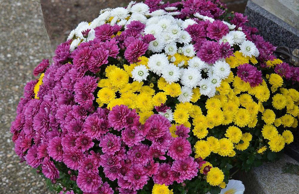 toussaint chrysantheme.jpg
