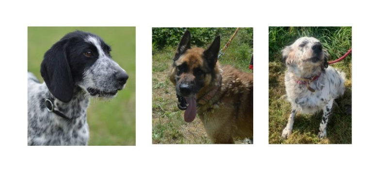 Un jeune chien, un adulte et un doyen cette semaine !