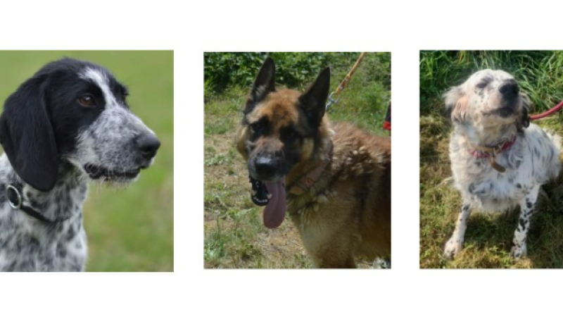 Un jeune chien, un adulte et un doyen cette semaine !