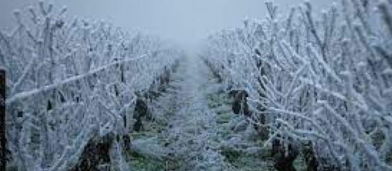 Gel avril 2021: pertes de récolte sur arbres fruitiers