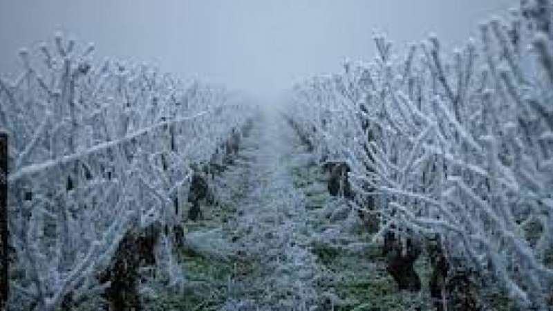 Gel avril 2021: pertes de récolte sur arbres fruitiers