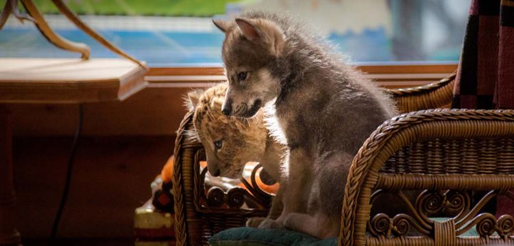 Le loup et le lion, à voir dimanche 31 octobre, à 17 h