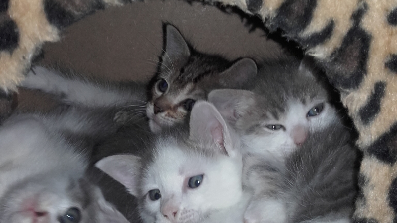 L'association  au Chant des Chats tire la sonnette d'alarme