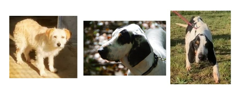Trois jeunes chiens clôturent le mois d'octobre !