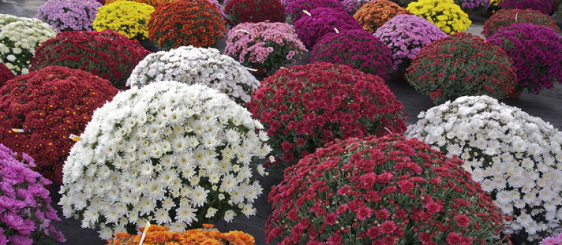 Le chrysanthème, symbole du recueillement