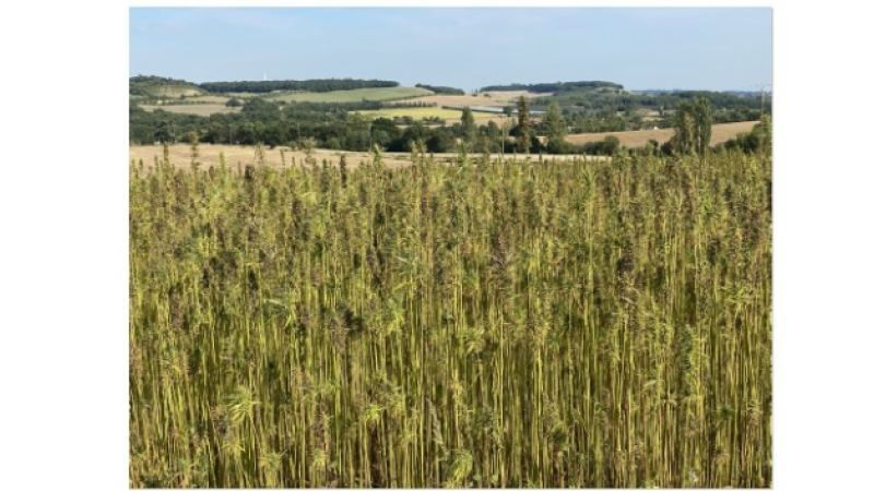 Dans la vallée de la Baïse, deux agriculteurs se lancent dans la culture du chanvre alimentaire!