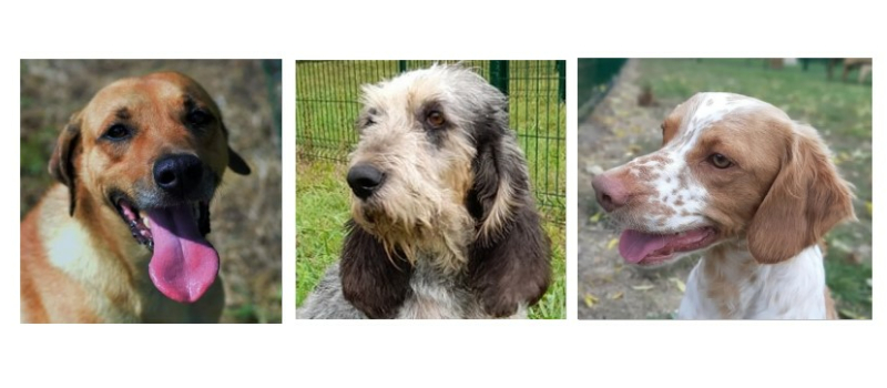 Les stars de la semaine sont Joey, Manon et Ringo !