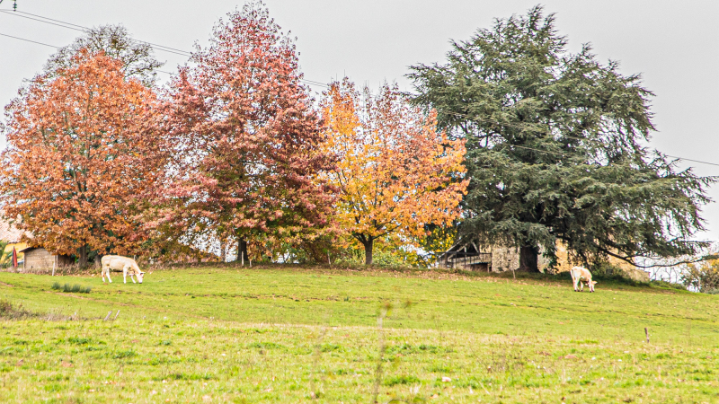 Couleurs d'automne autour de Nogaro et d'Aignan