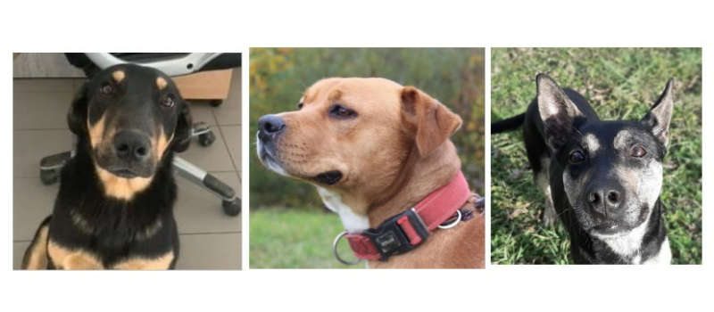 Les trois jeunes demoiselles de la semaine !