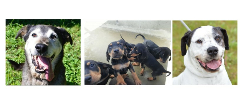 Des chiots et deux "coups de coeur" de la SPA à la une aujourd'hui !