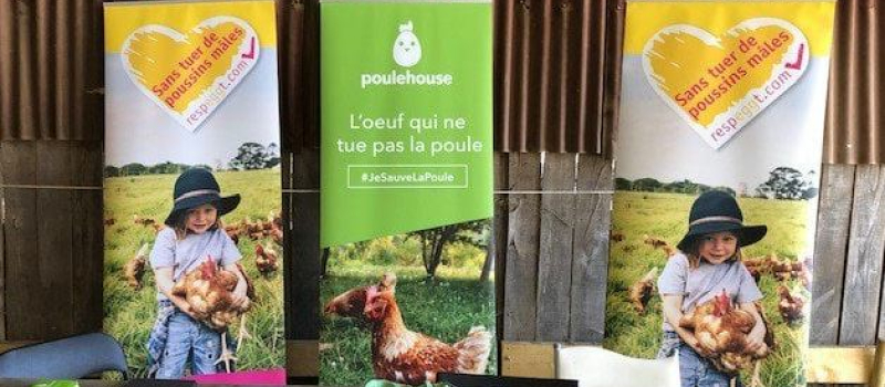 Adoptés des retraités : 600 poules et 14 coqs attendent de retrouver une famille