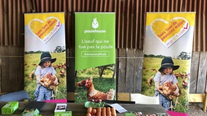 Adoptés des retraités : 600 poules et 14 coqs attendent de retrouver une famille
