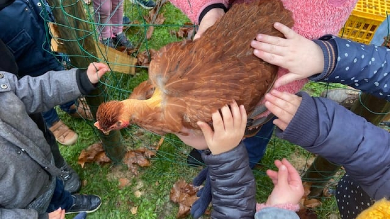 Des poules à Notre-Dame de Piétat
