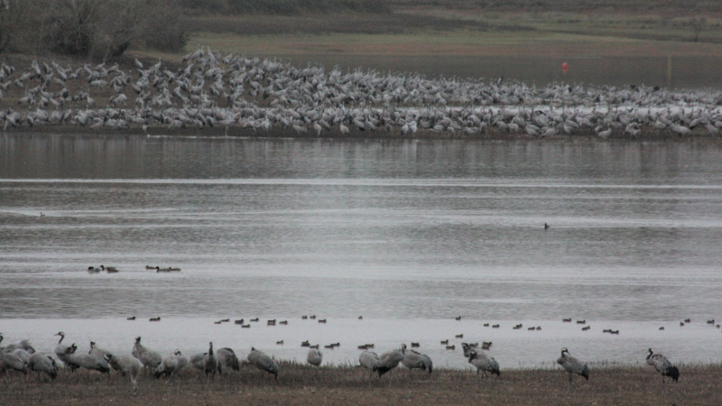 Des grues cendrées par milliers !