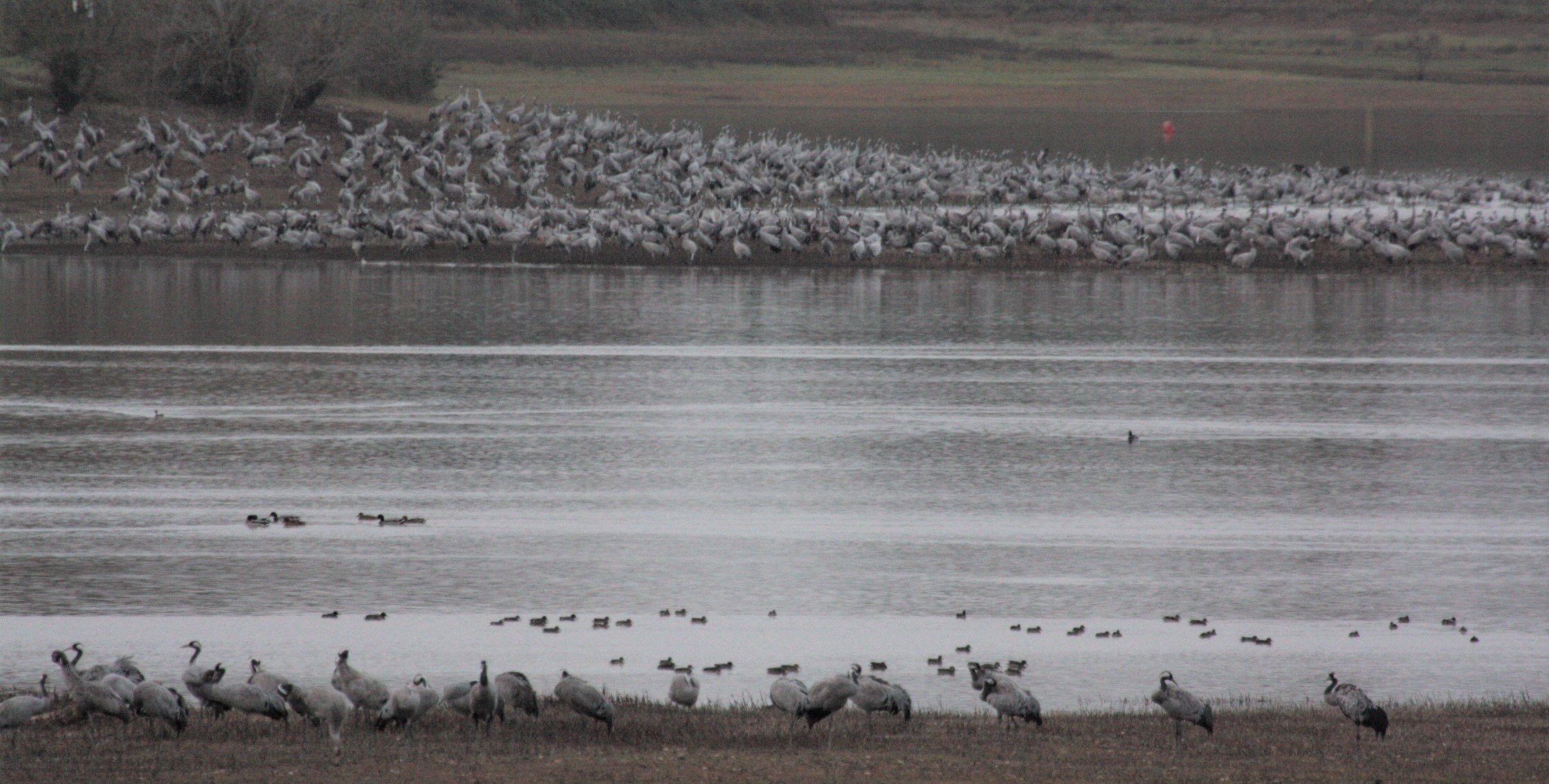 Pied de grues à Puypardieux.JPG