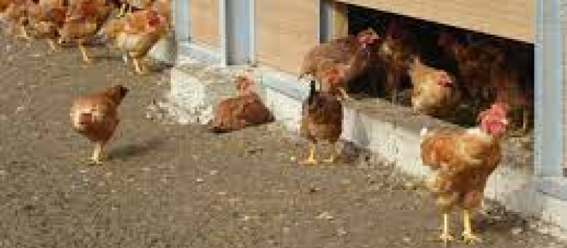 influenza aviaire la crainte d'un retour possible