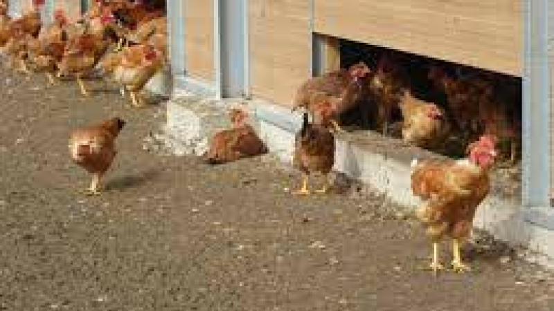 influenza aviaire la crainte d'un retour possible