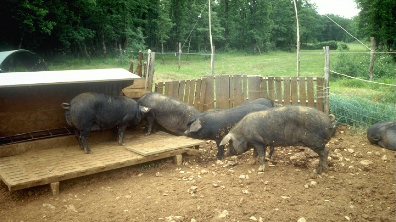 les mouvements de porcs et de sangliers sous contôle