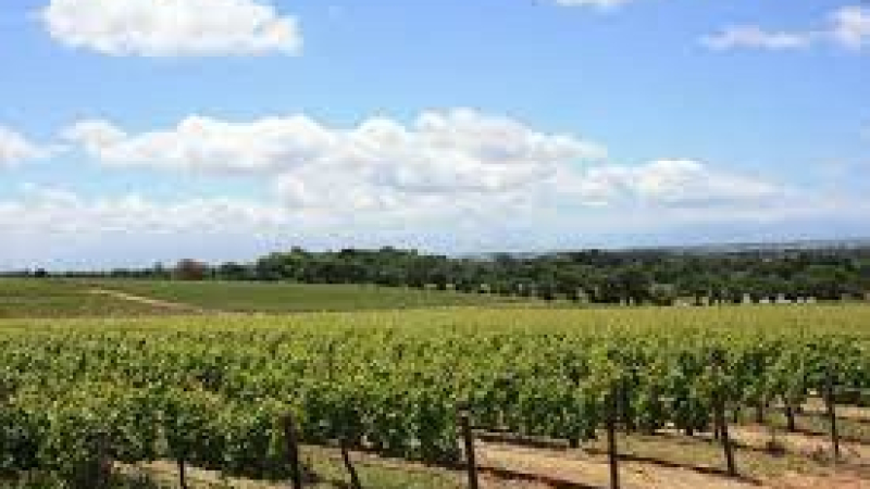 Pertes de récolte en viticulture dues au gel du 4 au 8 avril 2021