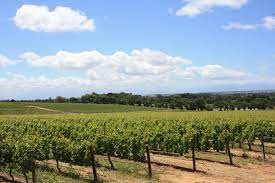 vignoble.jpg