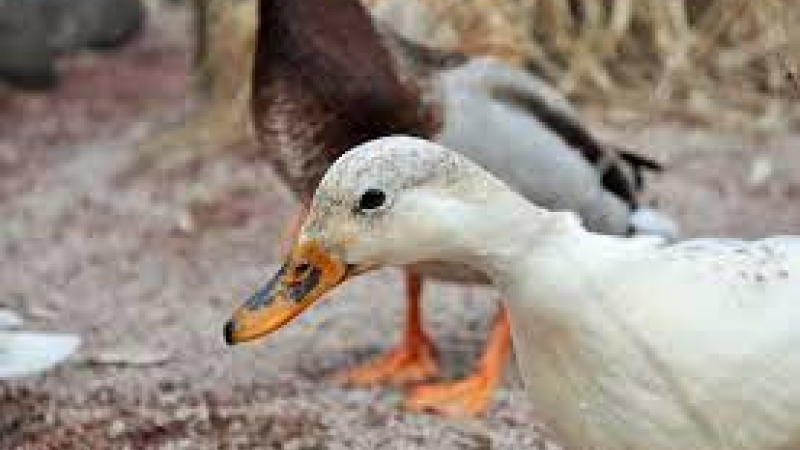 Influenza aviaire : le mal se répand