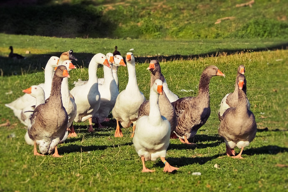 oies foies gras