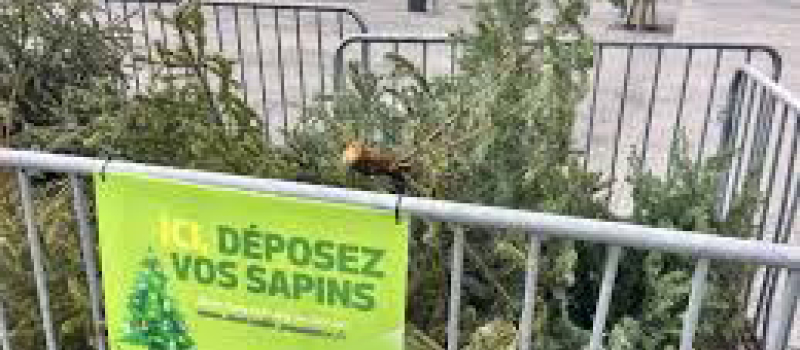 Que faire de son sapin de Noël après les fêtes ?