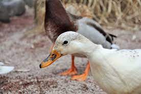 canards.jpg