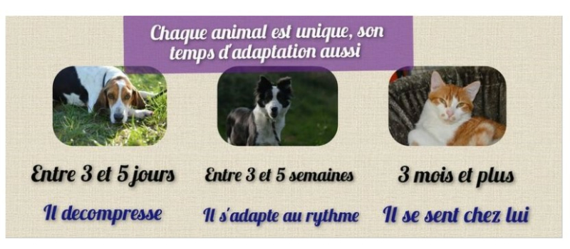Adoption d'un animal : la règle des 3/5