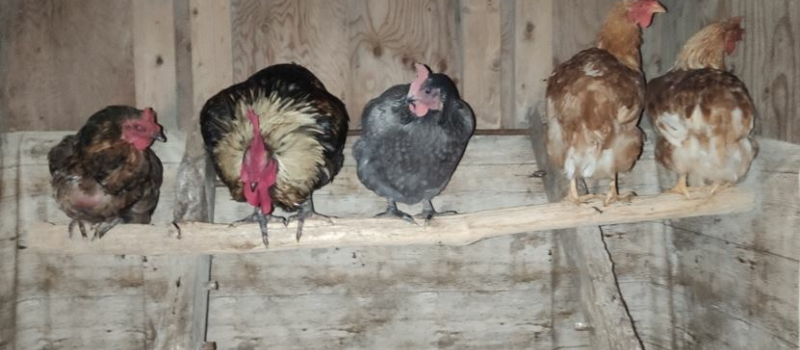 La grippe aviaire contraint "Champs Libres Aux Poules" à annuler la prochaine adoption