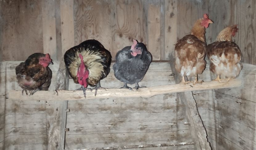 A l'abri des prédateurs, les poules passent la nuit à l'intérieur
