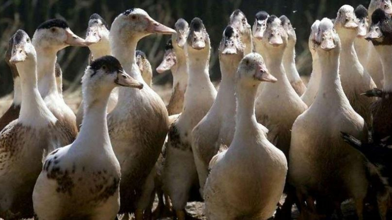 Influenza aviaire hautement pathogène (IAHP) :  Point de situation dans le Gers au 13 janvier