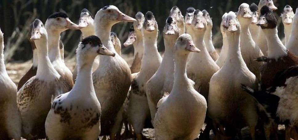Grippe aviaire.JPG