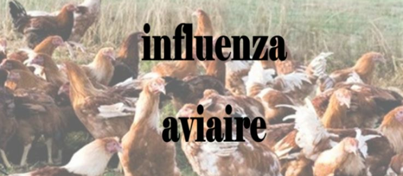 Indemnisation influenza aviaire 2021