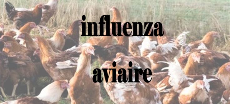 Indluenza aviaire.JPG