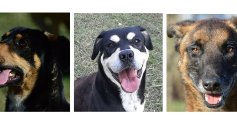 Qui adoptera les dynamiques Diva et Urca  et le timide Pumba à l'honneur cette semaine ?