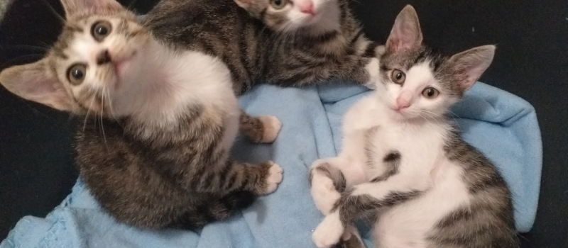 L'association Au chant des Chats contrainte à la dissolution