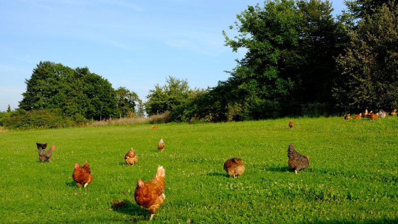 Urgence : changeons de modèle de production avicole et sauvons les éleveurs bio !
