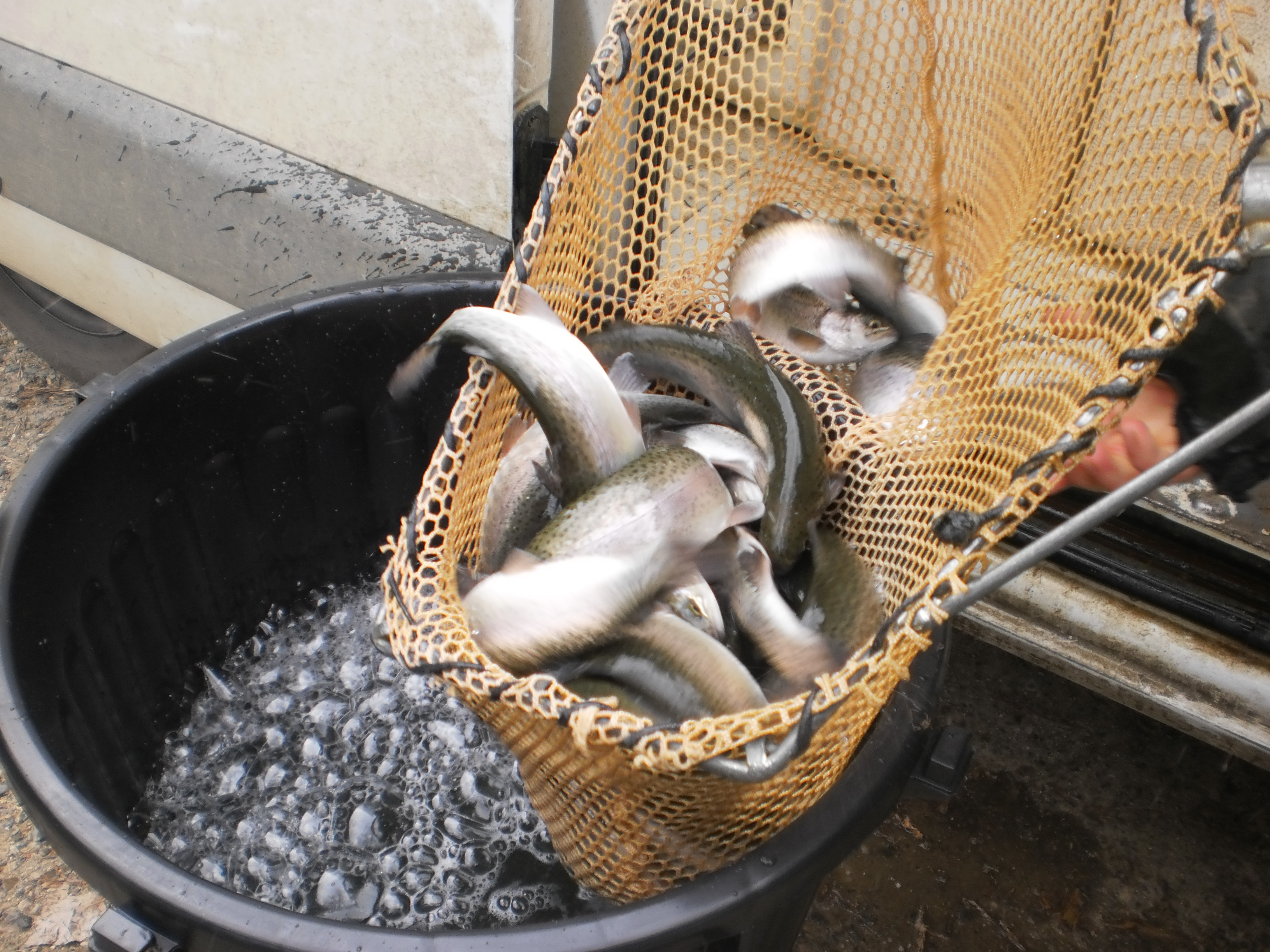 Les poissons sont toujours livrés dans les meilleures conditions de survie