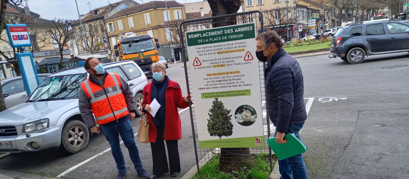Place de Verdun :  les érables seront remplacés par des magnolias