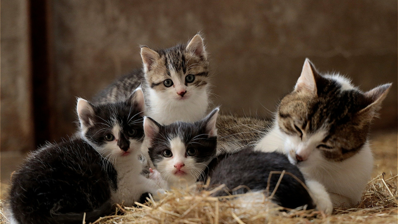 La mairie s'engage pour la stérilisation des chats errants