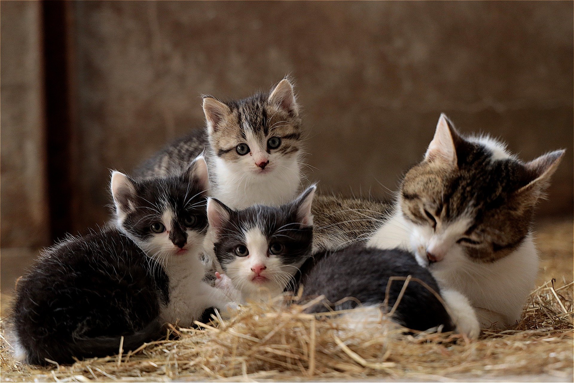 cat-family-g4cd51f6a3_1920.jpg