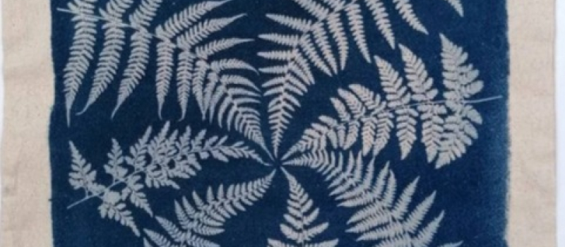 Mini-stage  de photographie« herbier des plantes guérisseuses »   avec  Myriam Richard.