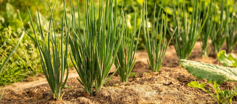 Marché aux plants et vide-jardins